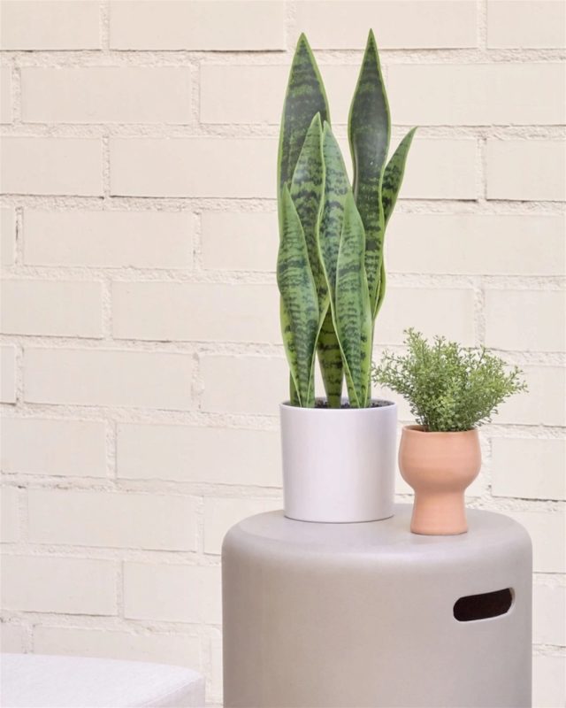 Fra Kave Homes sortiment præsenteres den kunstige Sansevieria plante, der er en hvidhedens hyldest til enkelthed og elegance, perfekt til at bringe et strejf af natur ind i ethvert moderne hjem uden de sædvanlige krav om pleje 🪴⁠
⁠
Denne delikate replika er som skabt til at pynte i diverse indendørsmiljøer såvel som overdækkede udendørs områder, hvor dens rustikke og koloniale charme kan komme til sin ret, enten som en del af en nordisk minimalisme eller et mere industrielt udtryk 💚⁠
⁠
⁠
#likehomedk #scandihome #scandiliving #nordichomes #interiorlovers #interiør #interiørmagasinet #boliginspiration #badeværelsesinspiration #badeværelsesdesign #nordicbathroom #badeværelsesdetaljer #skandinaviskdesign #bathroomstyle #badeværelseshygge ⁠